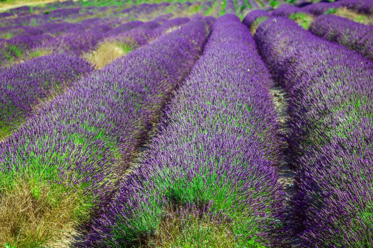Provence Travel Guide: Lavender Fields, Villages & Wine